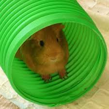 Guinea pig pvc store pipe